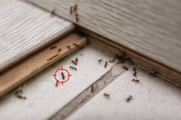 Best Best Pest Control Companies  in Corning, CA