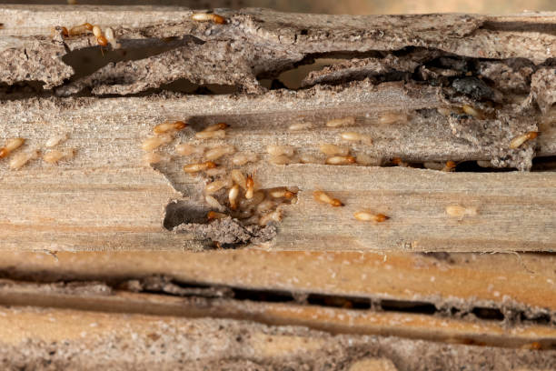 Best Commercial Pest Control Services  in Corning, CA
