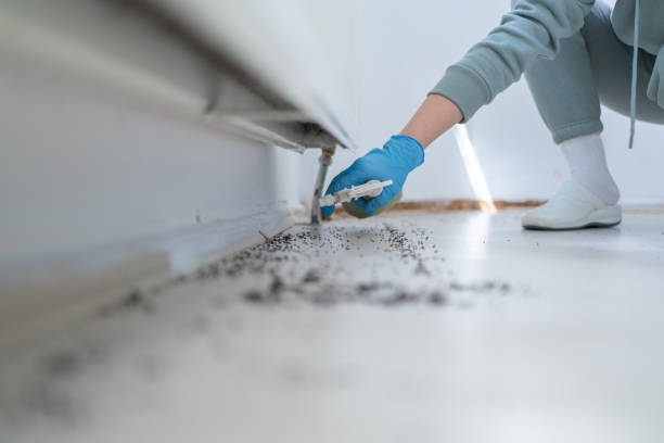 Professional Pest Control in Corning, CA